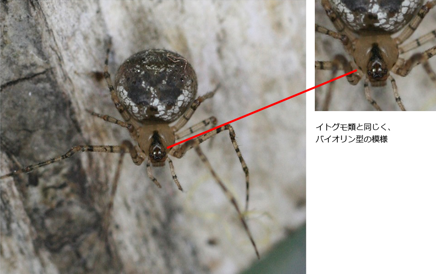 イトグモ科と類似の特徴を持つ種（２）ヒメグモ科(写真はホクオウヒメグモ)