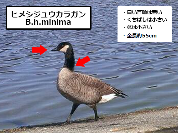 ヒメシジュウカラガン　B.h.minima